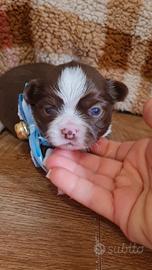 Chihuahua disponibile