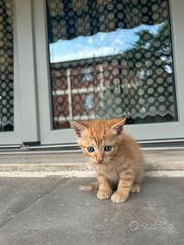 Gattino arancione