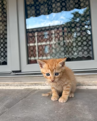 Gattino arancione