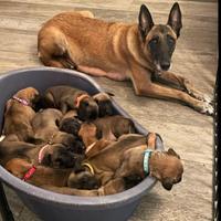 Cuccioli pastore belga Malinois