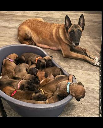 Cuccioli pastore belga Malinois