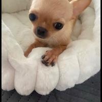 Chihuahua mini