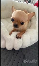 Chihuahua mini