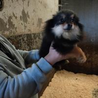 Pomerania mini toy