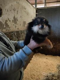 Pomerania mini toy