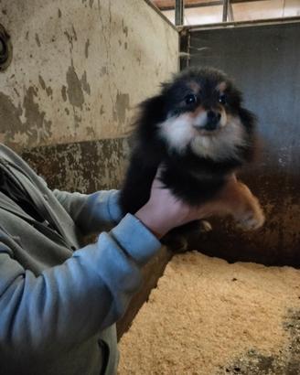 Pomerania mini toy