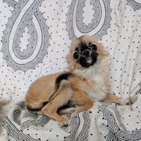 Mini cucciola chihuahua, allevamento enci