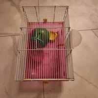 gabbietta per roditori criceti topini