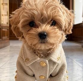 MALTIPOO TOY RED - pagamento rate