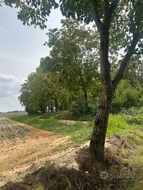 Terreno boschivo di circa 110 alberi a Carmagnola
