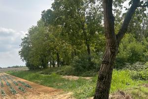 Terreno boschivo di circa 110 alberi a Carmagnola