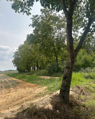 Terreno boschivo di circa 110 alberi a Carmagnola