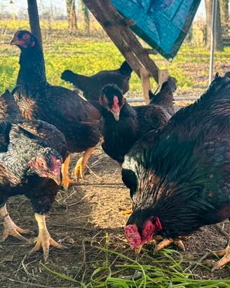Galline Cornish