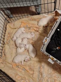 Cuccioli maltese