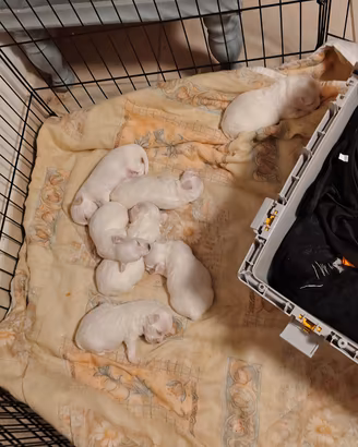 Cuccioli maltese