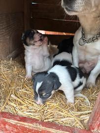 Jack Russell terrier