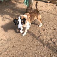 Pastore dell asia centrale da guardia