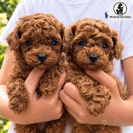 Cuccioli di Barboncino Toy