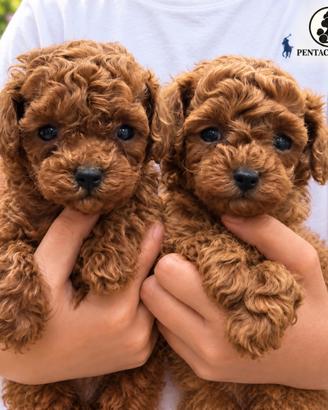 Cuccioli di Barboncino Toy