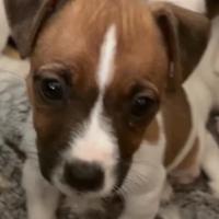 Ultima coppia jack russell