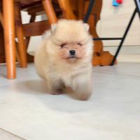 Spitz Pomerania TOY 2 mesi cucciolo PedigreeEnci