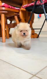 Spitz Pomerania TOY 2 mesi cucciolo PedigreeEnci