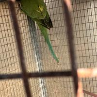 Parrocchetti dal collare