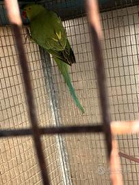 Parrocchetti dal collare