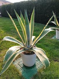 2 agave alte 