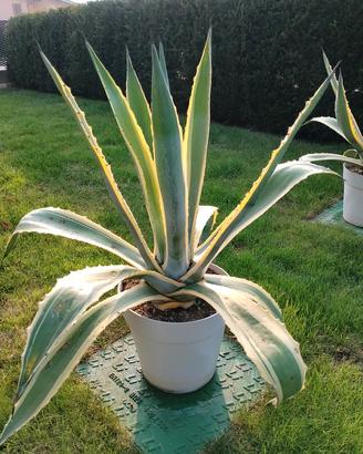 2 agave alte 