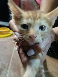 4 splendidi gattini