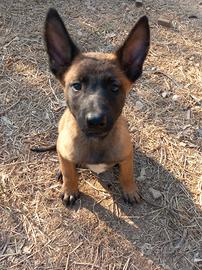 Disponibili cuccioli di pastore belga malinois