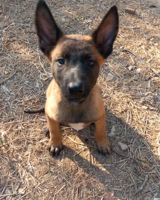 Disponibili cuccioli di pastore belga malinois