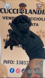 barboncino mini Toy nero 2F x settembre anche rate