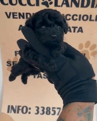barboncino mini Toy nero 2F x settembre anche rate