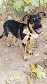 Cucciolo 5 mesi mix labrador pastore tedesco
