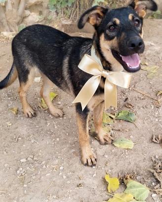 Cucciolo 5 mesi mix labrador pastore tedesco