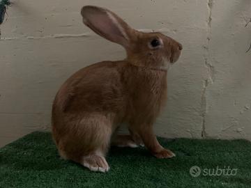 Conigli in purezza di razza