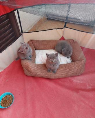 Scottish fold è straight