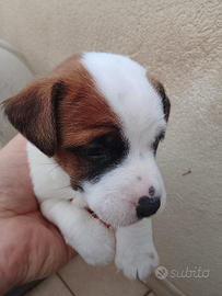 Disponibile cucciolo di jack russel
