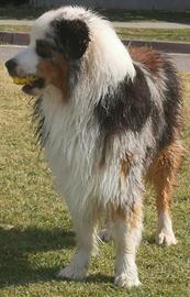 Pastore australiano blue merle per monte