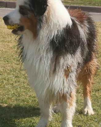 Pastore australiano blue merle per monte