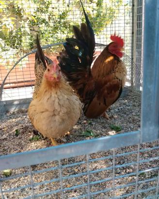 SERAMA *la gallinella più piccola al mondo