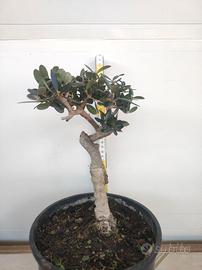 Ulivo prebonsai U28