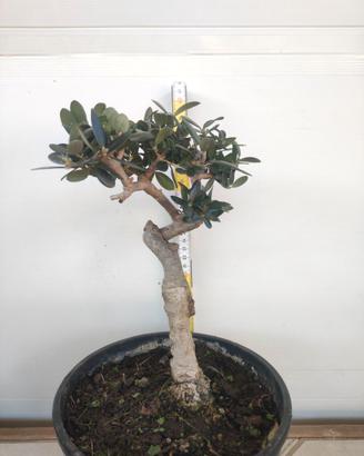Ulivo prebonsai U28
