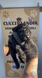 barboncino Toy nero anche a rate x inizio settembr