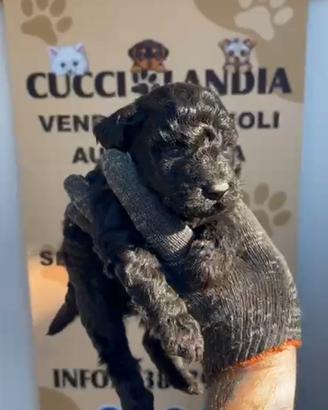 barboncino Toy nero anche a rate x inizio settembr