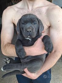 Cuccioli di cane corso
