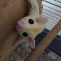 Coppia petauro dello zucchero leucistico