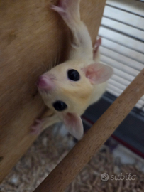 Coppia petauro dello zucchero leucistico